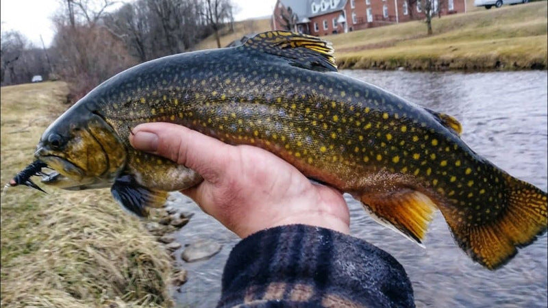 Ninfas de pesca con mosca atadas con Wooly Bugger para trucha lubina