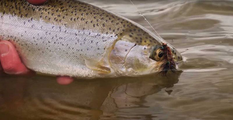 Ninfas de pesca con mosca atadas con Wooly Bugger para trucha lubina